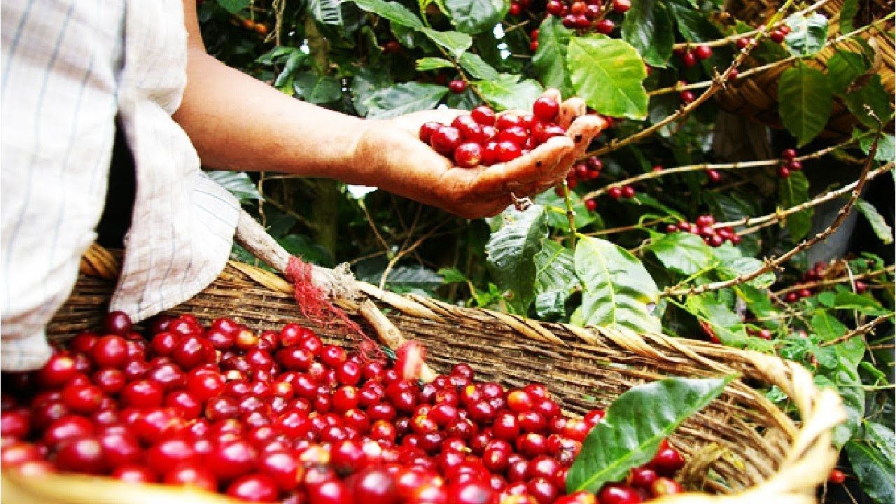 Giá cà phê hôm nay Một bài viết chi tiết về giá cà phê năm 2023